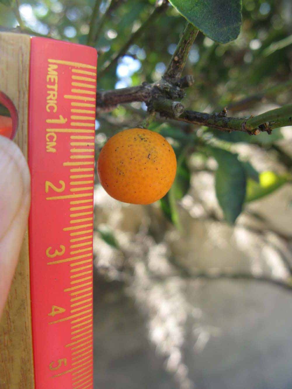              Fruit (Winter Haven, FL)       